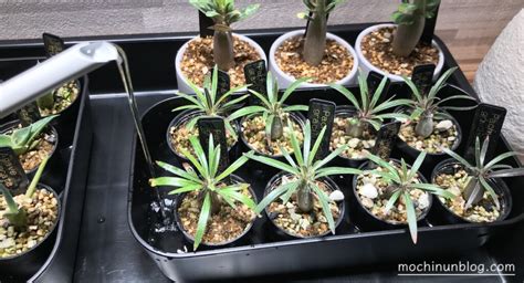 腰水|実生塊根植物の腰水はいつまで続ける？やめ時と腰水。